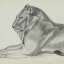 Gaston SUISSE (1896-1988) - Lion couché. 1926.